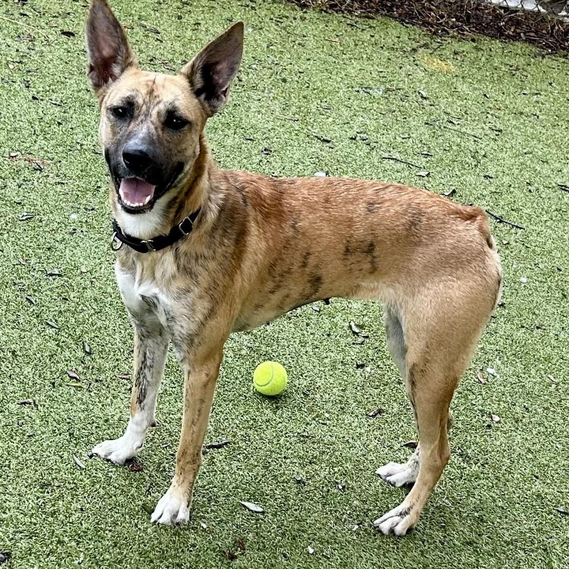 austinanimals's tweet photo. Meet Nyla-Roxi-Foxxy, the dog so nice she's named thrice!

This nubbin-tailed lady loves people and enjoys playing with other well-matched dogs. 

Nyla A893804 is about 1 year old and weighs 47 lbs. https://t.co/R5Qoz1bZIz