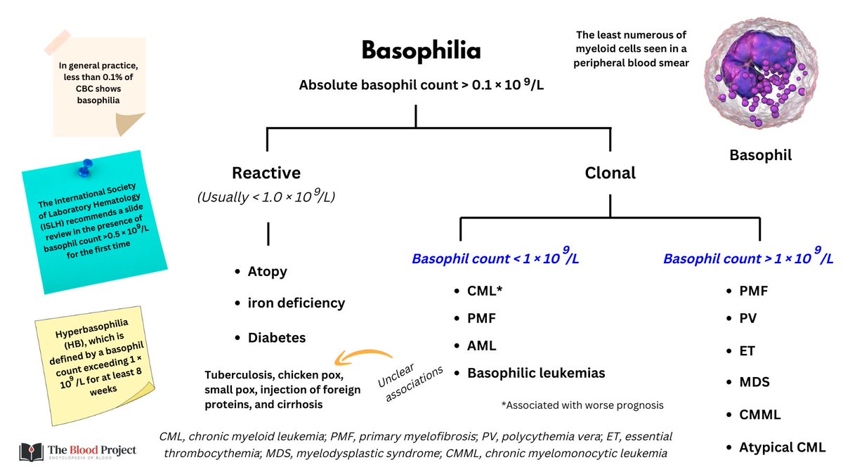 BASOPHILIA

Talk about a neglected cell type.

A search for basophilia in UpToDate sends you to a topic on the evaluation of the peripheral blood smear. Hardly helpful!

The only useful review is: pubmed.ncbi.nlm.nih.gov/31841278/

For representative cases, see: thebloodproject.com/cases-archive/…