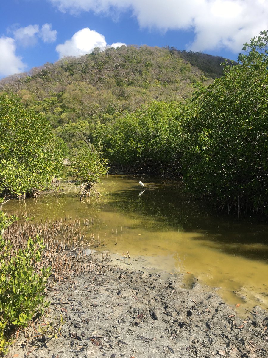 miolacharme's tweet photo. En février, les #ZonesHumides seront à l’honneur dans les #Caraibes comme partout dans le monde 💦🦩🦀🌱
Découvrez pourquoi. #JMZH2024
⁦@RamsarFrance⁩ ⁦@FondationNH⁩ #Biodiversité
https://t.co/E3mFCwsXPm https://t.co/shoQQ9FZSA