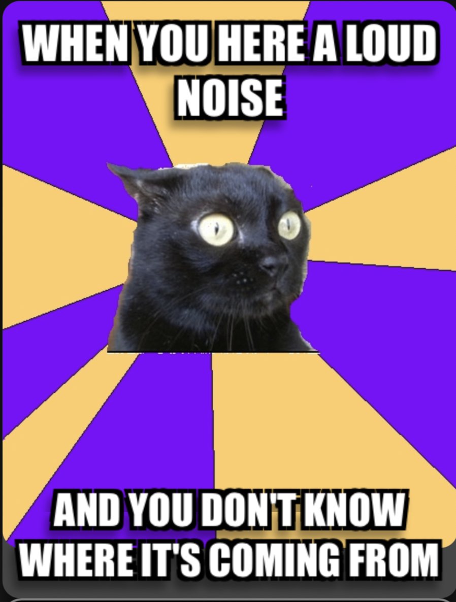 dija34328's tweet photo. Here is my meme that I made! The cat looking scared lol.  #Dontknowwhattodo https://t.co/FK4DPaaFkI