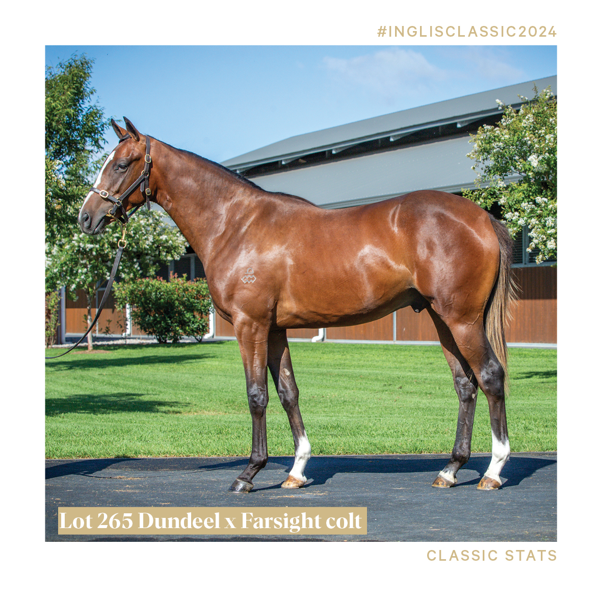 ArrowfieldStud's tweet photo. He’s a three-quarter brother to multiple stakeswinner Ain’tnodeeldun bred on the nick that has produced G1 2YO Yourdeel.
#classicstats #Lot265 #arrowfield #thearrowfieldadvantage https://t.co/XZ7JkPco2q