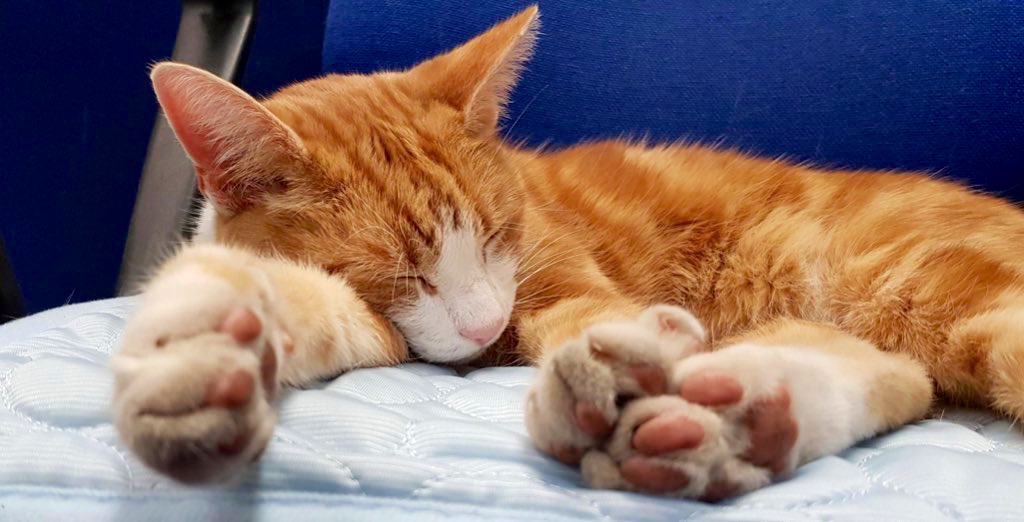 Night night sweet dreamies 

Some people will be difficult, and all you can do is smile and be patient with them. 
Remember it's not always about you, 
it's about what's going on in their lives.

Be patient with them and yourself

#cats #cats #Cat #CatsOnTwitter #CatsOfTwitter