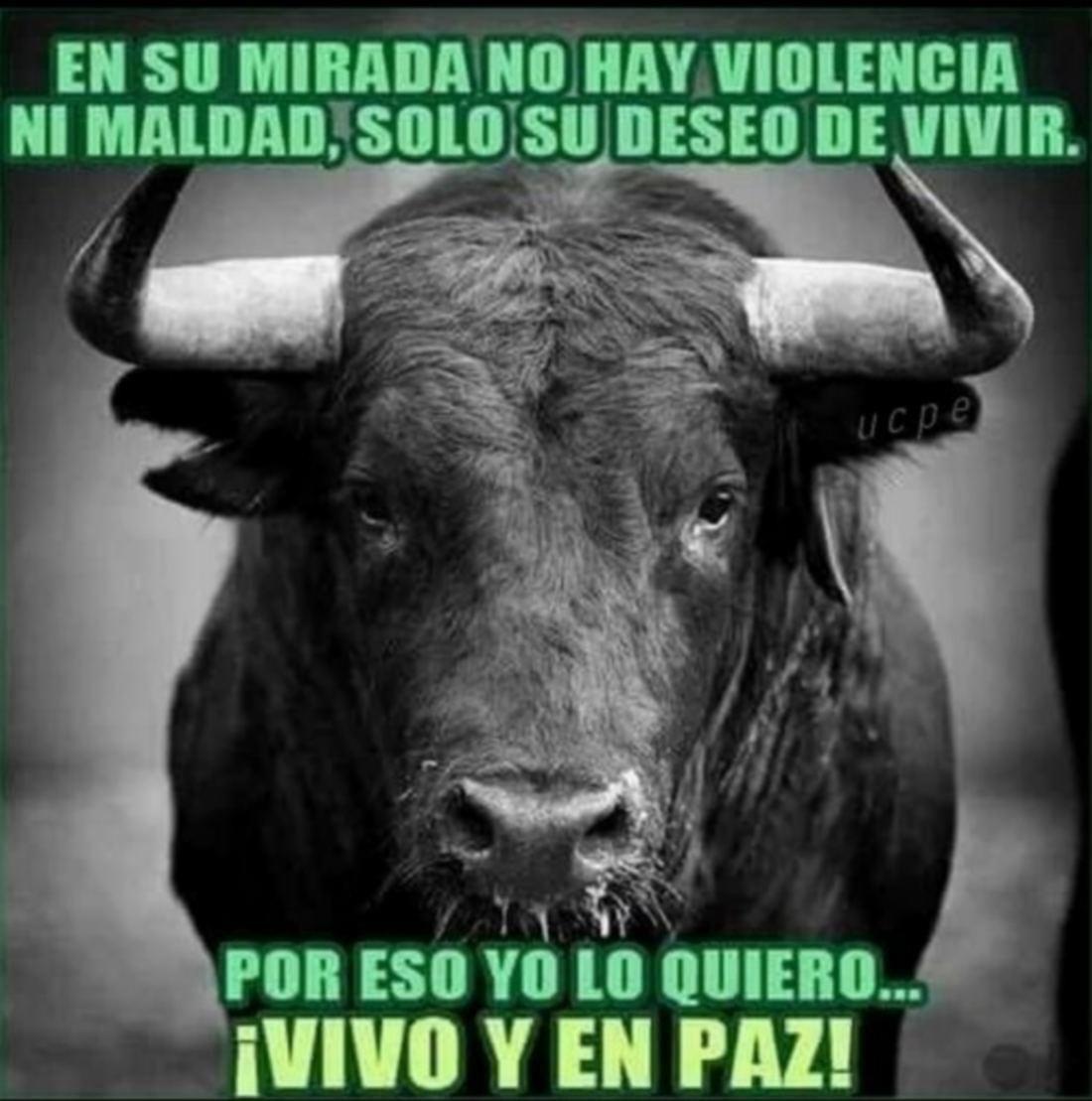 MonnEliz's tweet photo. No a las corridas de toros.
#NoAlasCorridasDeToros
La tauromaquia no es arte, es tortura. https://t.co/bYITJJetxD