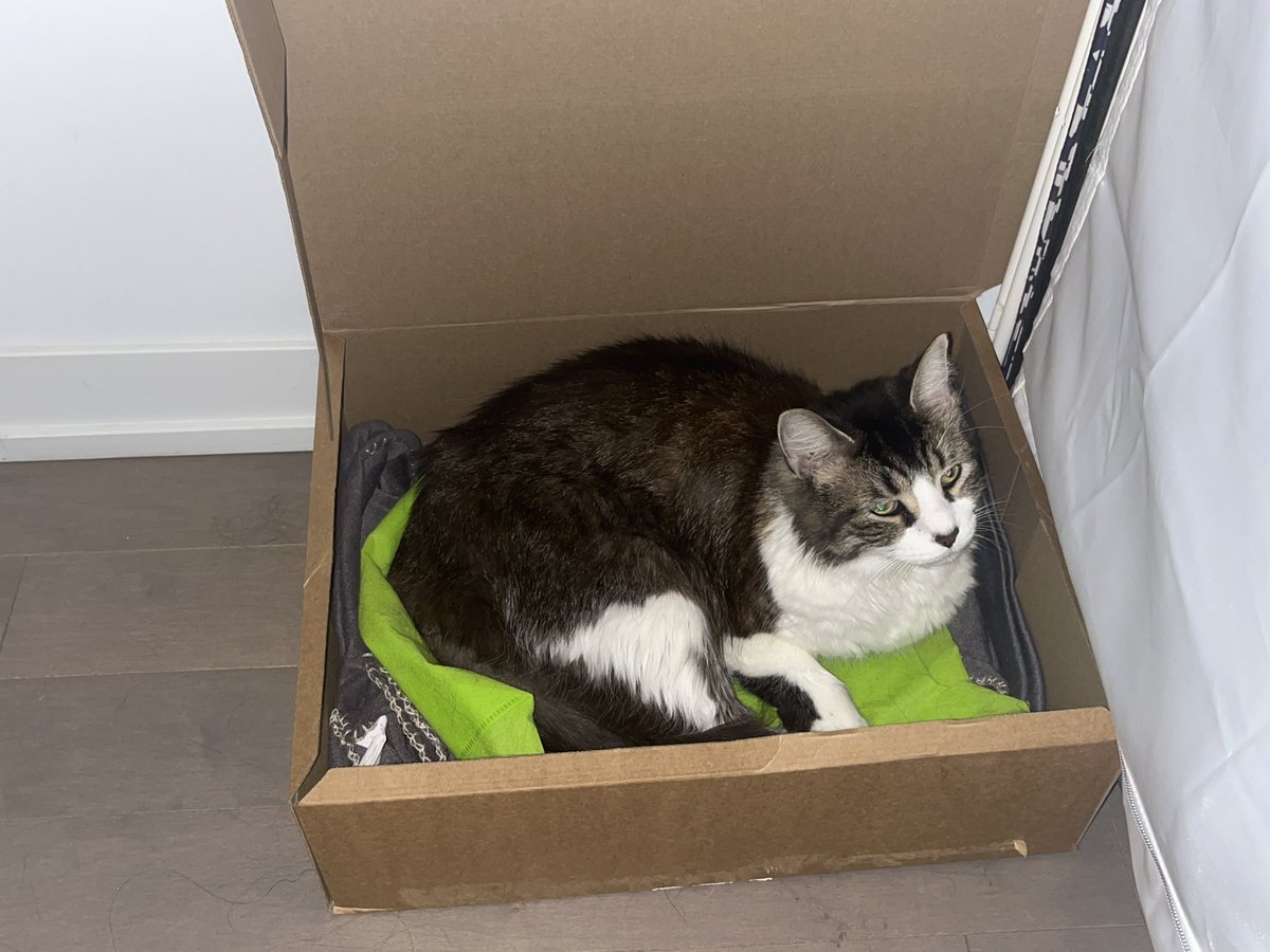 vanizasu's tweet photo. The bed I just bought my cat and the box my cat just adopted(with his favorite grocery bag in it)😑it fine whatever, it’s not like me or my wallet is hurting or anything😑I hope he knows I can close that lid whenever I want to😑 https://t.co/XXOkFBMvjZ