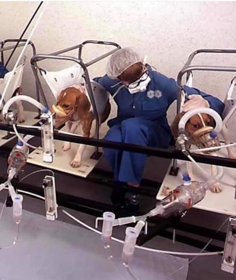 FiorellaArcodi1's tweet photo. #TABACCO #TESTATO #SU #ANIMALI
Questi cani sono costretti a fumare tra
sei e dieci ore al giorno per 5/7 giorni la settimana!
Una crudele costrizione a cui l'uomo sottopone creature innoque, incapaci di reagire.
Loro restano immobili fiduciosi, attendono che tutto termini e sopportano fino alla morte.... perché nessuno ne uscirà vivo!
Perché credere di poter abusare della vita di innocenti?
Che ognuno paghi per il proprio male senza delegare sofferenza.
https://t.co/jnOk7HY5X2