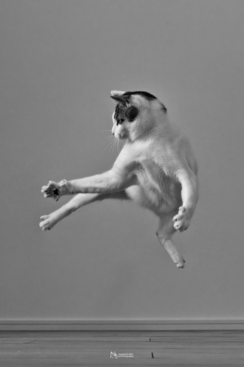 カンフーマスター

#ねこ #cats #猫好きさんと繋がりたい #猫好き #catlover #東京カメラ部