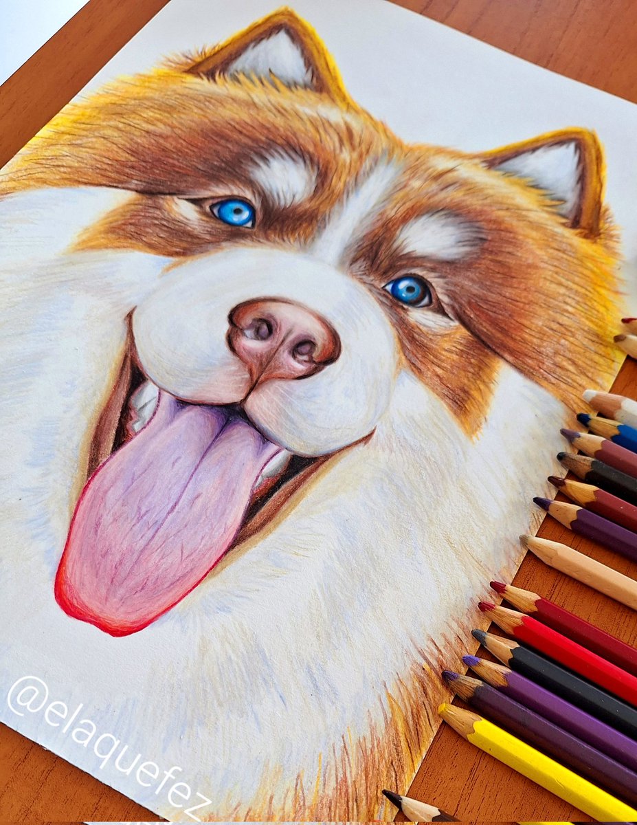 Desenhei o meu cachorro 🥺❤️

#coloring #coloringpencils #drawing #traditionalart #fabercastell #husky #huskysiberiano #siberianhuskies #art #arte #desenho #petdrawing #colorpencil #lápisdecor #doglover #dogdrawing