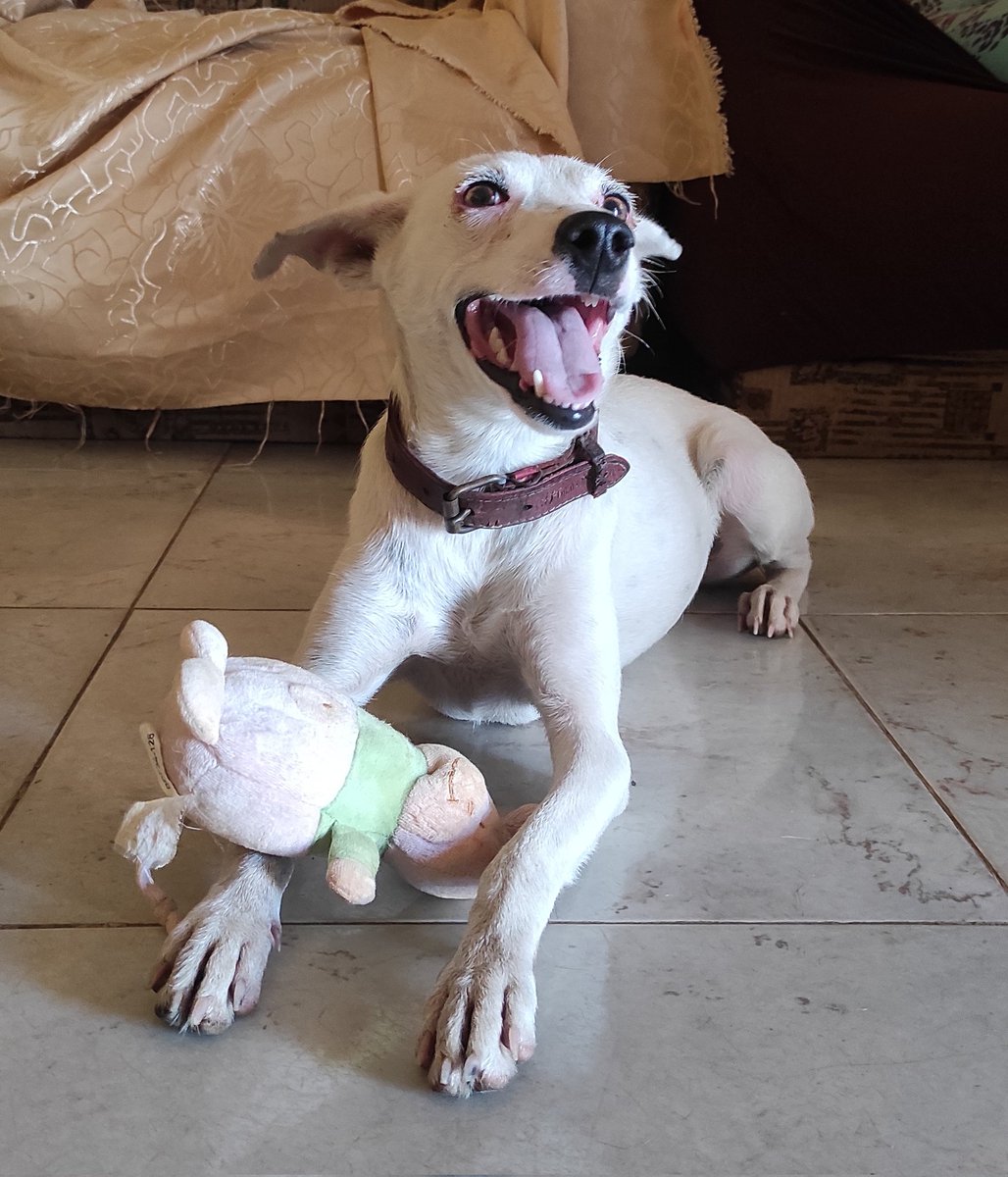 auxiiicat's tweet photo. Twitter plis haz tu magia 🙏🏻♥️ La saqué de la calle del hambre cuando fui a comer porq ví que la patearon y una mesera le echó desinfectante en spray para espantarla. Y ahora, ¿quién la adopta? Es amorosa, educada, cachorra mediana 6meses aprox! #puntofijo https://t.co/9JoFH2QNf5