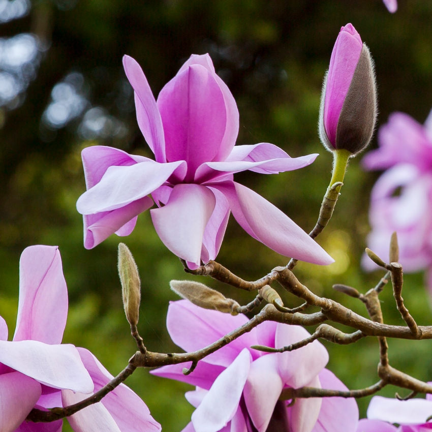 Magnificent Magnolias is back at the @SFBGS this winter! Experience one of the most significant conservation collections of Magnolias in the US in bloom mid-January-March. Swing by this week while the weather is still nice!