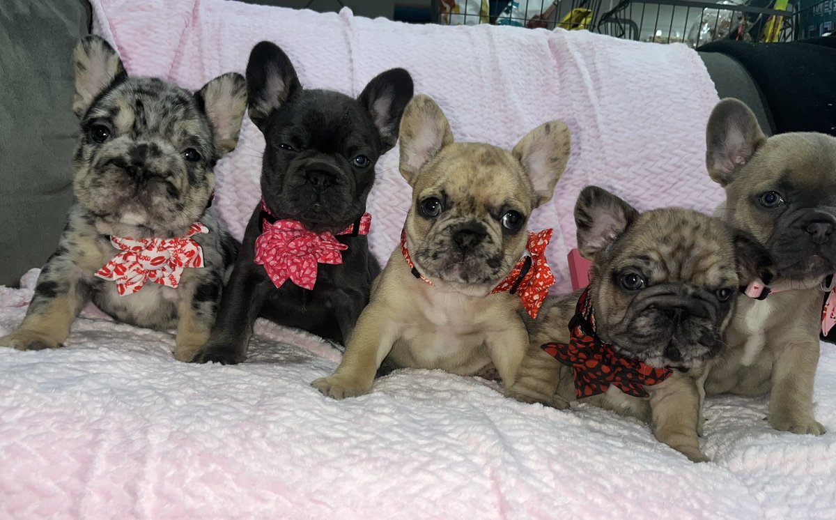 ilovelamp18's tweet photo. French bulldogs available message me for details 1 girl and 2 boys left!! Gonna be some awesome structured dogs with mom at 15 lbs and dad at 23 lbs
Also the boys have big rope noses from the dad and carry fluffy! https://t.co/S6G4lyhhoA