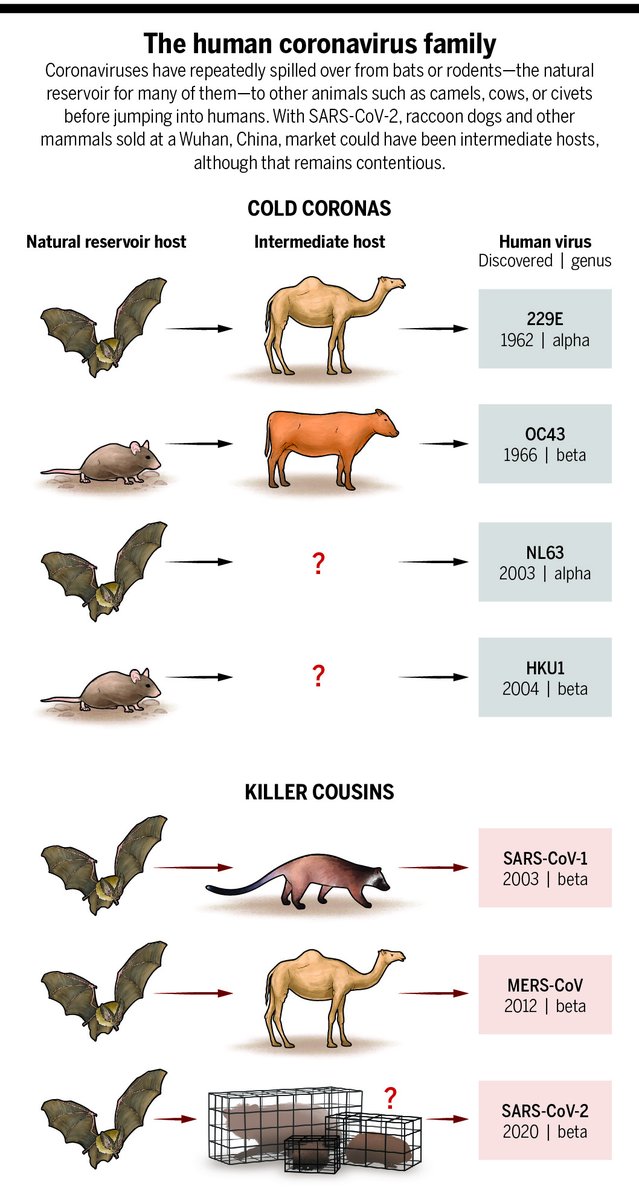 Four largely ignored coronaviruses circulate in humans without causing great harm and may portend the future for #SARSCoV2.

Learn more in this <a href="/NewsfromScience/">News from Science</a> feature: scim.ag/5Hc