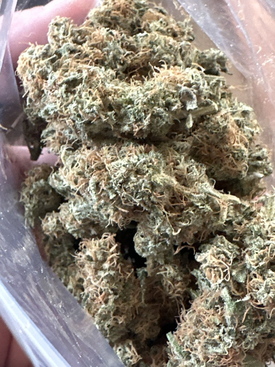 Started these seeds last year The strain is Orange Barb  the second crop was much more fragrant then the first harvest but both are an enjoyable day time smoke The plant seems prone to powdery mildew Any advice? #askingforcannabisadvice #growingismyselfcare #naturalgardener