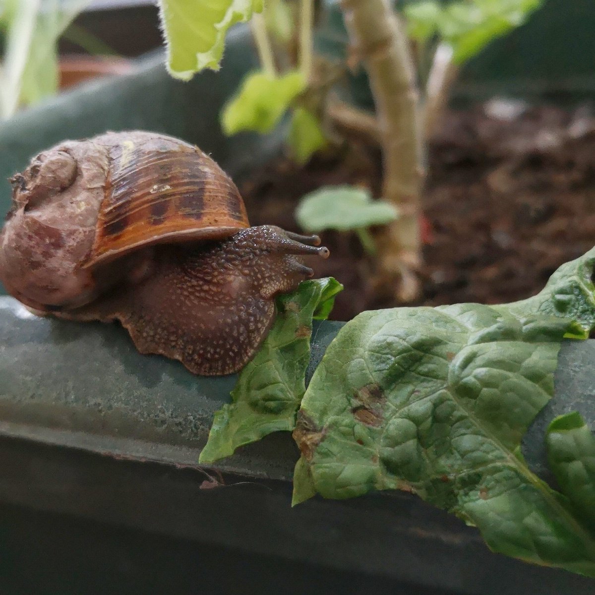 Snaily is eating the lettuce ☺️

#snail #snaily #eating #lettuce #gardening #cute #snails #roman #romansnail #snailsofinstagram #snaillife #snailshell #snailphotography