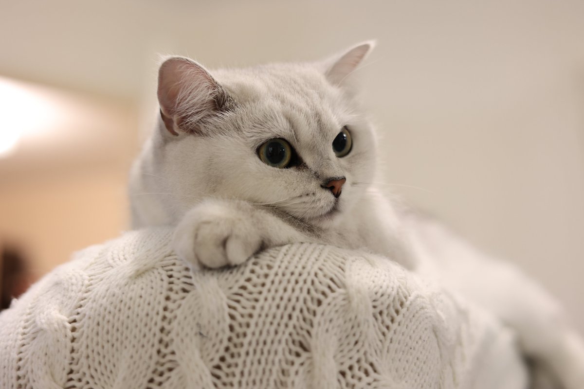 strategywoman's tweet photo. 12:08 am in #Kyiv 

Victory (still a cat) is sending her cozy greetings. 
Night-night. 
See you in the morning 🫂 https://t.co/3yuANWnwFf