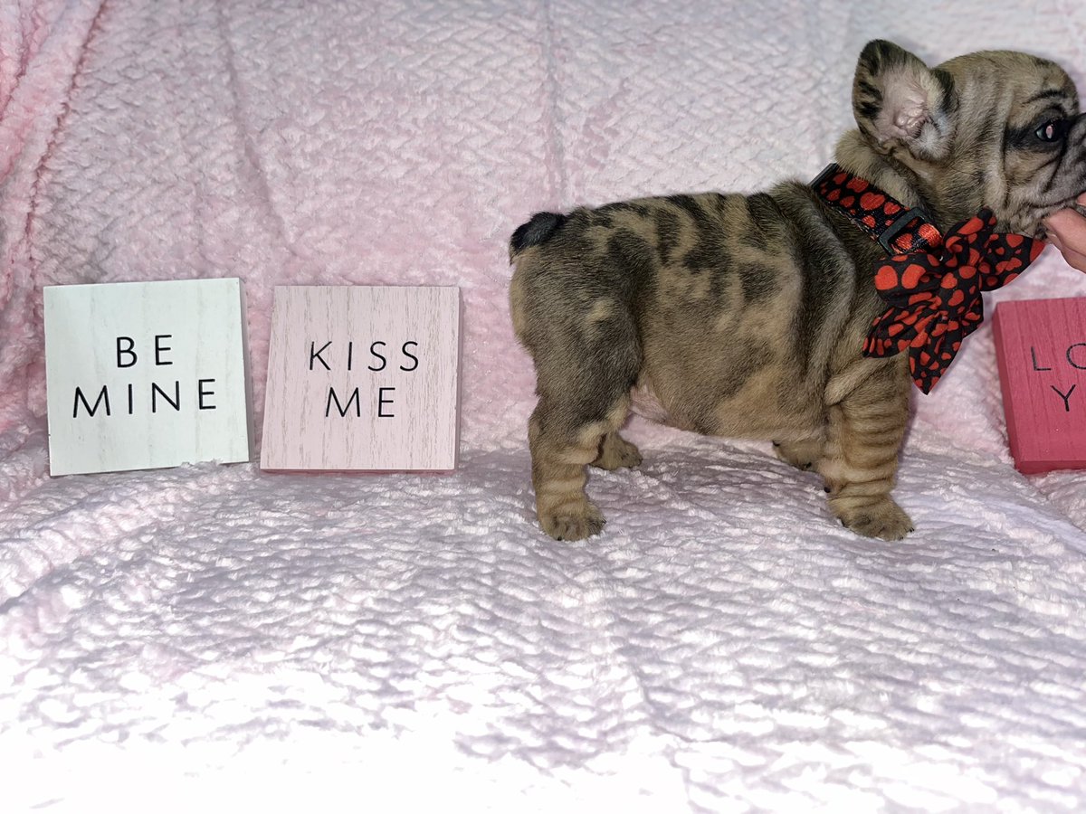 ilovelamp18's tweet photo. AKC registered and parents are health panel tested and cleared! #Frenchie #frenchbulldogs #microfrenchie #bigropenose #fluffyfrenchies https://t.co/ALZd8ZewBX