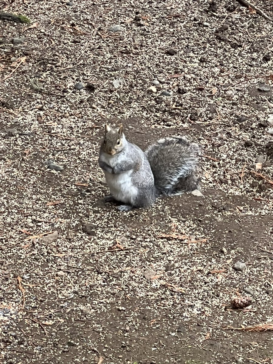 JanineTaverner's tweet photo. He should have his own story… #squirrel #animals #bookidea https://t.co/nAnqhsyfYX