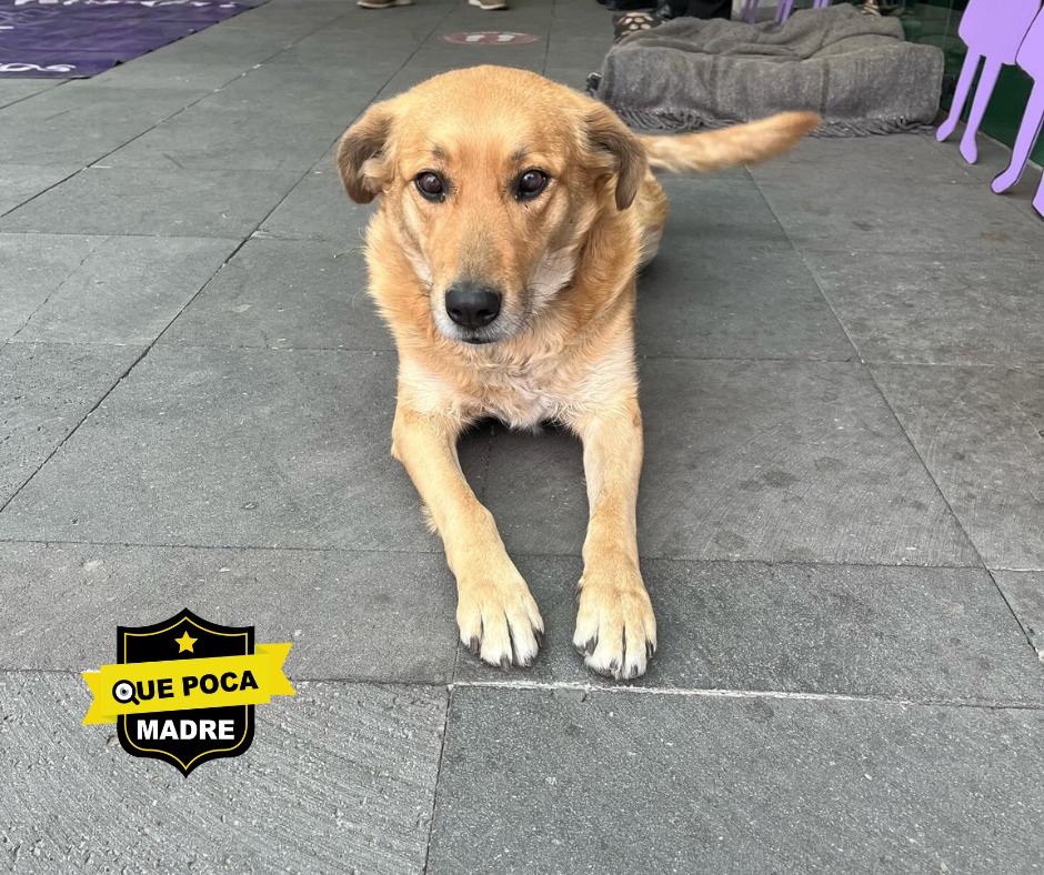 QuePocaMadreMex's tweet photo. 🐕❤‼CONOCE A "CLETA", PERRITA ADOPTADA EN JUZGADO DE #Zinacantepec #Edomex‼🙏👨‍⚖

🔴#ReporteCiudadano

🗣La #perrita #Cleta  fue adoptada por el personal del Juzgado para Adolescentes en #Zinacantepec, ahí tiene comida, agua y recibe todas las atenciones. https://t.co/wxG2watPa3
