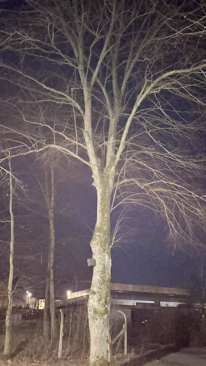 cnfsdjen's tweet photo. dieser baum ist viel krasser als ich https://t.co/ob93dUlbVX