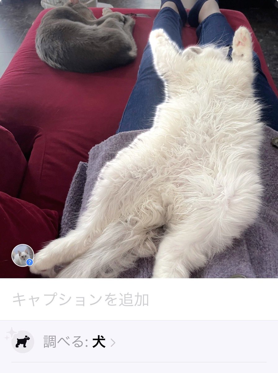abiteto's tweet photo. 違うw
#ラグドール　#猫のいる生活
#猫好きさんと繋がりたい https://t.co/u8Qov7vQup