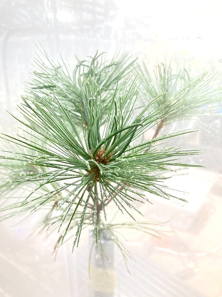 How can valley fog, which is so common in Appalachia, be beneficial for plants? My undergraduate students are doing experiments to find out! We are testing common species from the region to see if fog immersion can help them overcome drought. <a href="/UKAgriculture/">University of Kentucky Martin-Gatton CAFE</a>