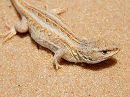 BettercallDi's tweet image. 🦎New paper alert!🚨 artur's first doctoral work, we characterized the responses of juvenile Liolaemus arambarensis lizards to sudden changes in temperature, quantifying markers of body condition, intermediary and hormonal metabolism and oxidative balance.