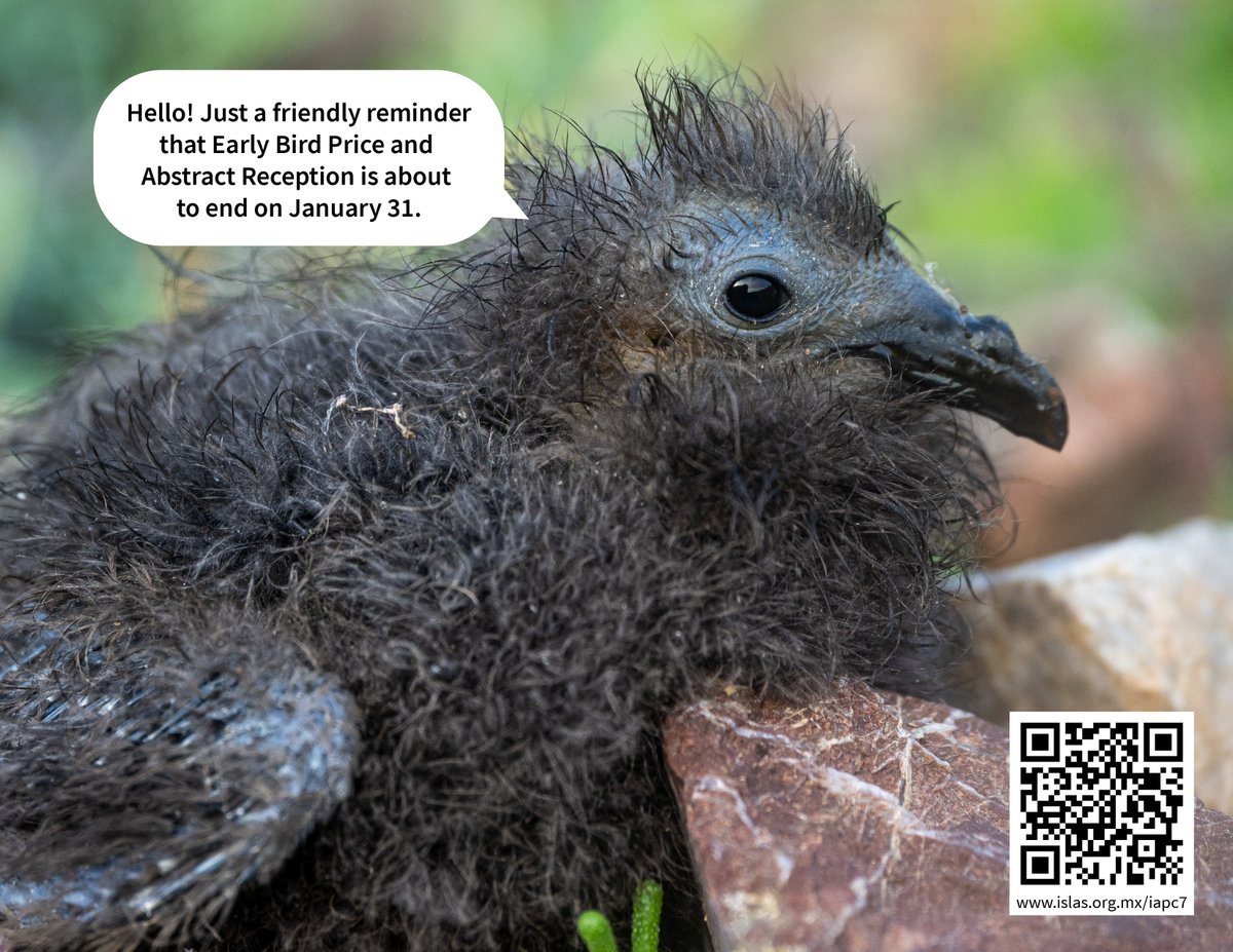 #Petrels are (usually) pretty but what is more important is what they have to say. Register now: 🔗islas.org.mx/iapc7 #Albatross #Shearwaters #Conference #Ornithology #ornithologist #procellariiformes © GECI / J.A. Soriano