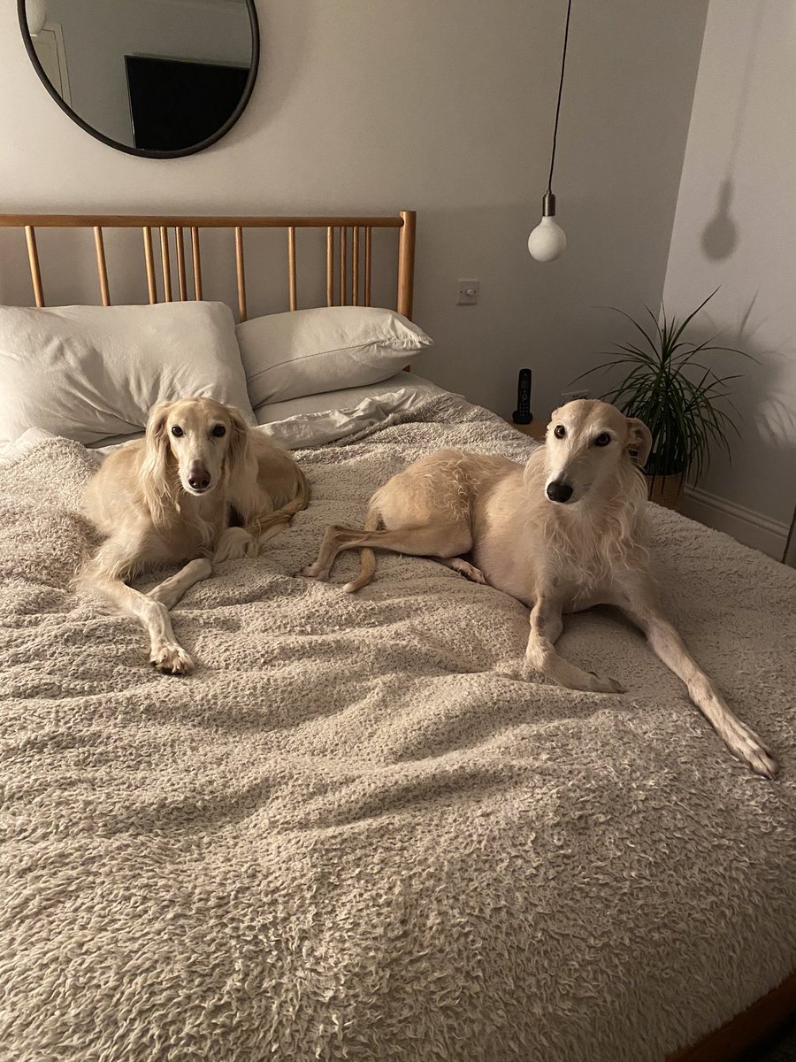 keingless's tweet photo. And I am supposed to sleep …‘where’ 🤷‍♀️🤦‍♀️😂 https://t.co/QQwQm0z29R