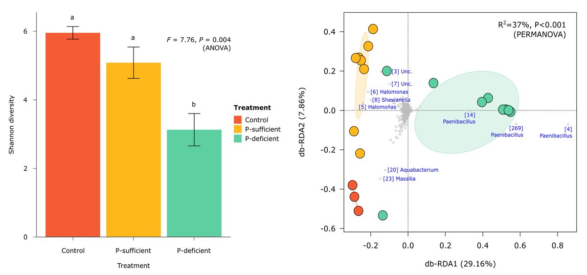 Decoding plant-microbe dialogue: Researcher Kattie Weigh reveals root exudates from P-stressed plants attract a community dominated by Paenibacillus – a powerful group of P solubilisers! Hit the link to find out more! 👇👇 mdpi.com/2076-2607/11/1…