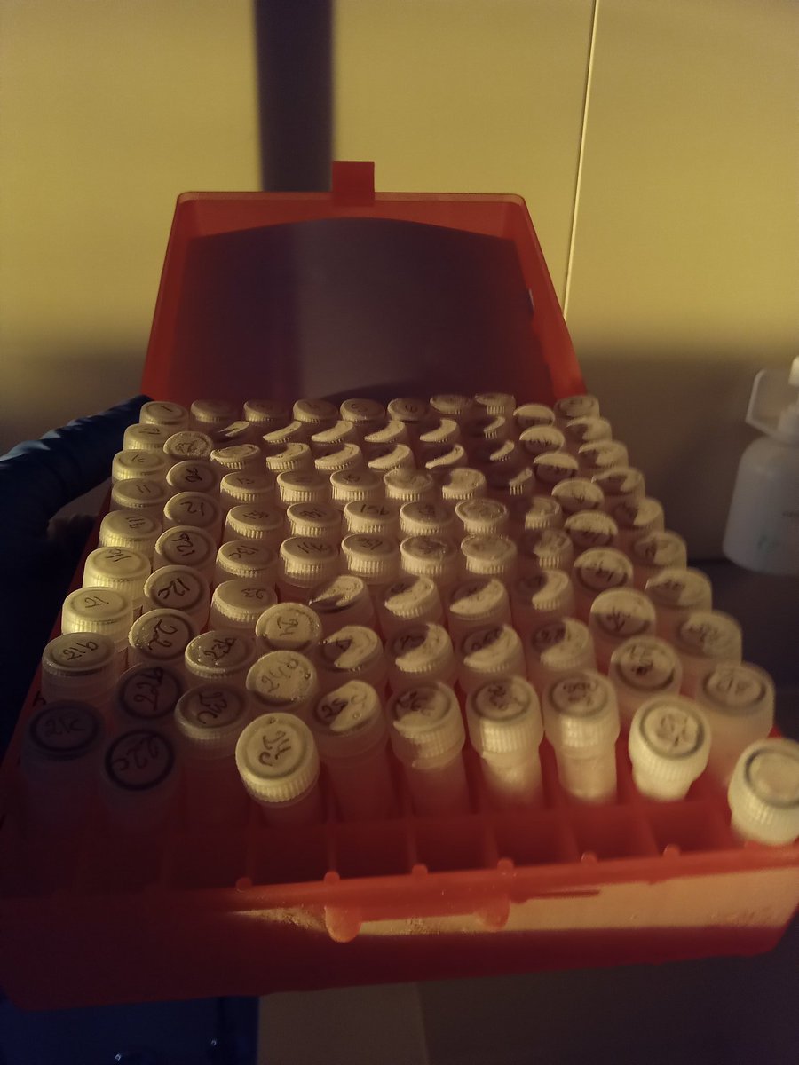 First #biogeochemistry samples analysed from the #weddellsea. Awesome sunrise se helps to star the day! <a href="/ROSES_ocean/">RoSES</a> <a href="/BAS_News/">British Antarctic Survey 🐧</a> <a href="/ueaenv/">UEA School of Environmental Sciences</a> #AntarcticPICCOLO