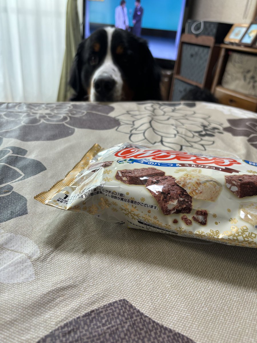 Haro_Bernese's tweet photo. 後ろでじんわりとチョコを狙う犬 https://t.co/yChG0UUOg5