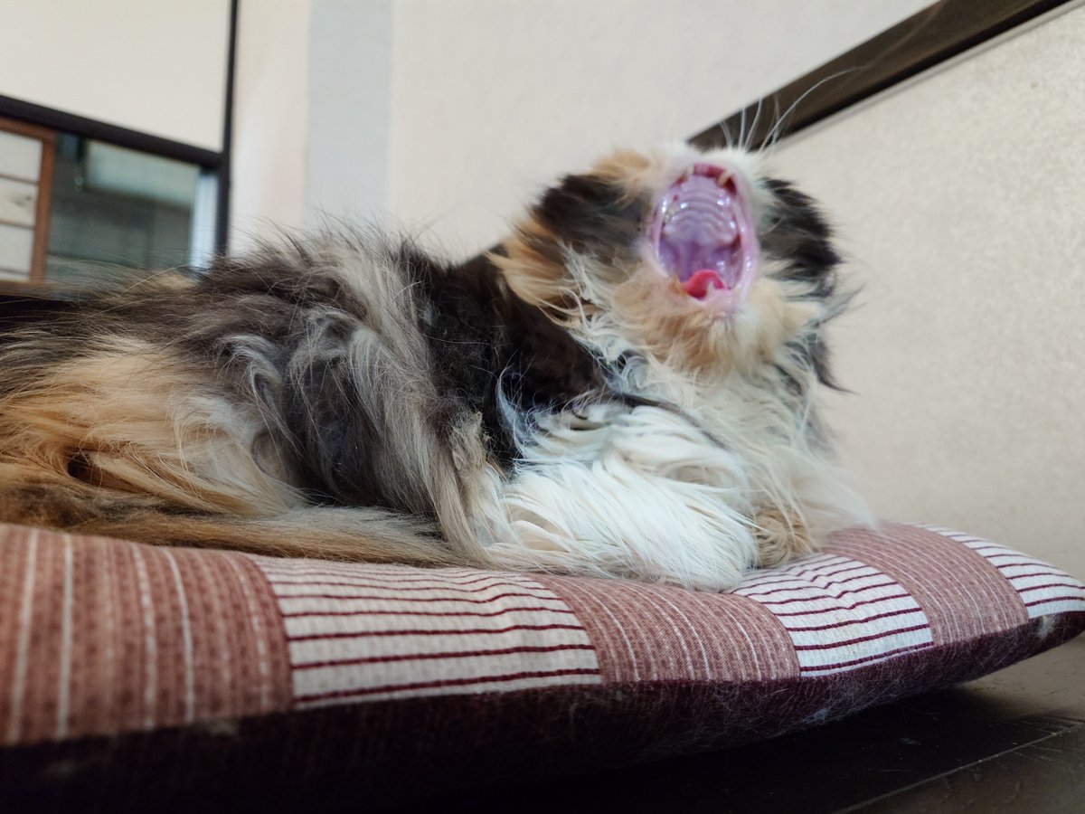 catcafecalico's tweet photo. こんにちは☀
きゃりこ公園口、13時よりオープンいたしました！
今日はヒナタさんの豪快な欠伸からスタートしたいと思います😪
#きゃりこ公園口 #吉祥寺 #ヒナタ #ペルシャ 
#猫のあくび #見ているこっちが #眠くなる https://t.co/l4gHErrM1P