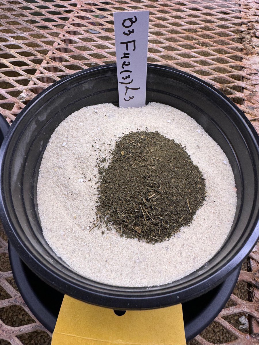 dubeux's tweet photo. Starting a new trial to assess the value of bio fertilizers coming from cactus digesters. PhD work of Kenneth Oduor! Teamwork! ⁦@UF_IFAS⁩ ⁦@UFIFASAgronomy⁩ ⁦@ufifasnfrec⁩ ⁦@dryGrow⁩ https://t.co/QwO8s4Yqr9