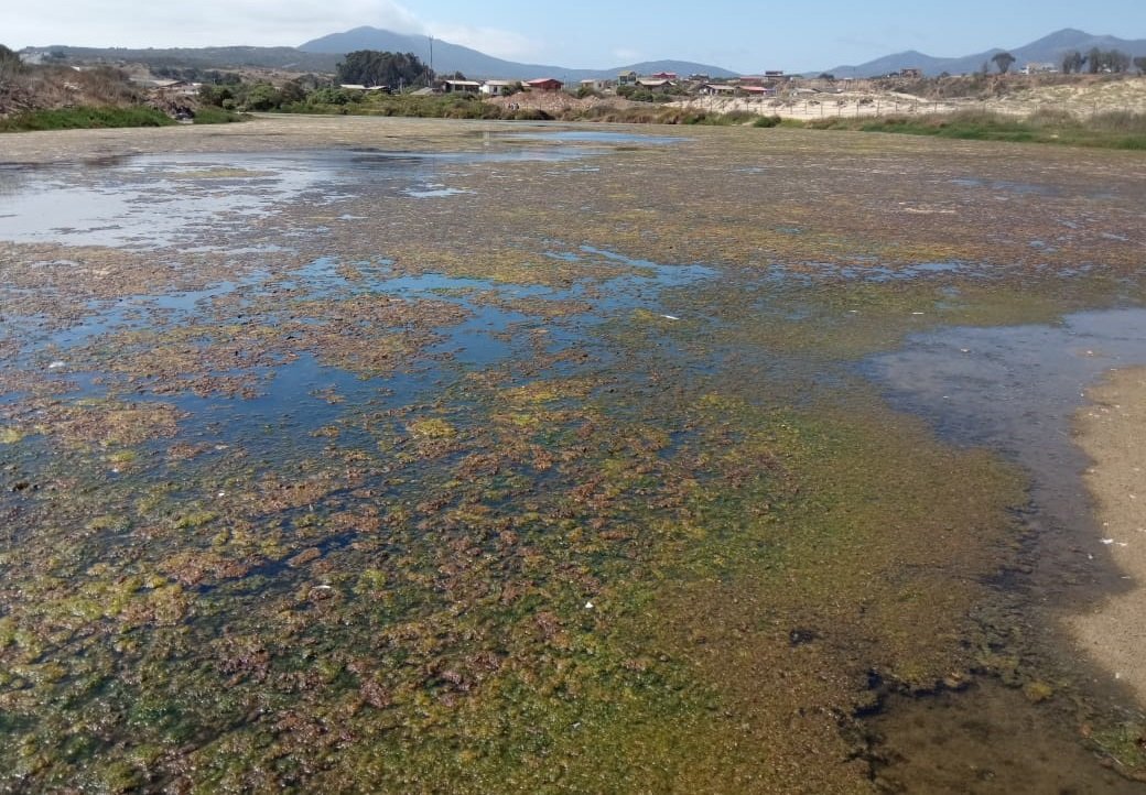 losmollespro's tweet photo. Nuevamente hemos ingresado denuncias por mortandad de peces en humedal estuario de Los Molles.

Eutrofización de cuerpo de agua protegido por la ley de humedales 
Nuevamente la empresa @AguasSanIsidro Vulnerando todo marco normativo y autoridad provincial y regional omiten. https://t.co/I0uzdSFuAY