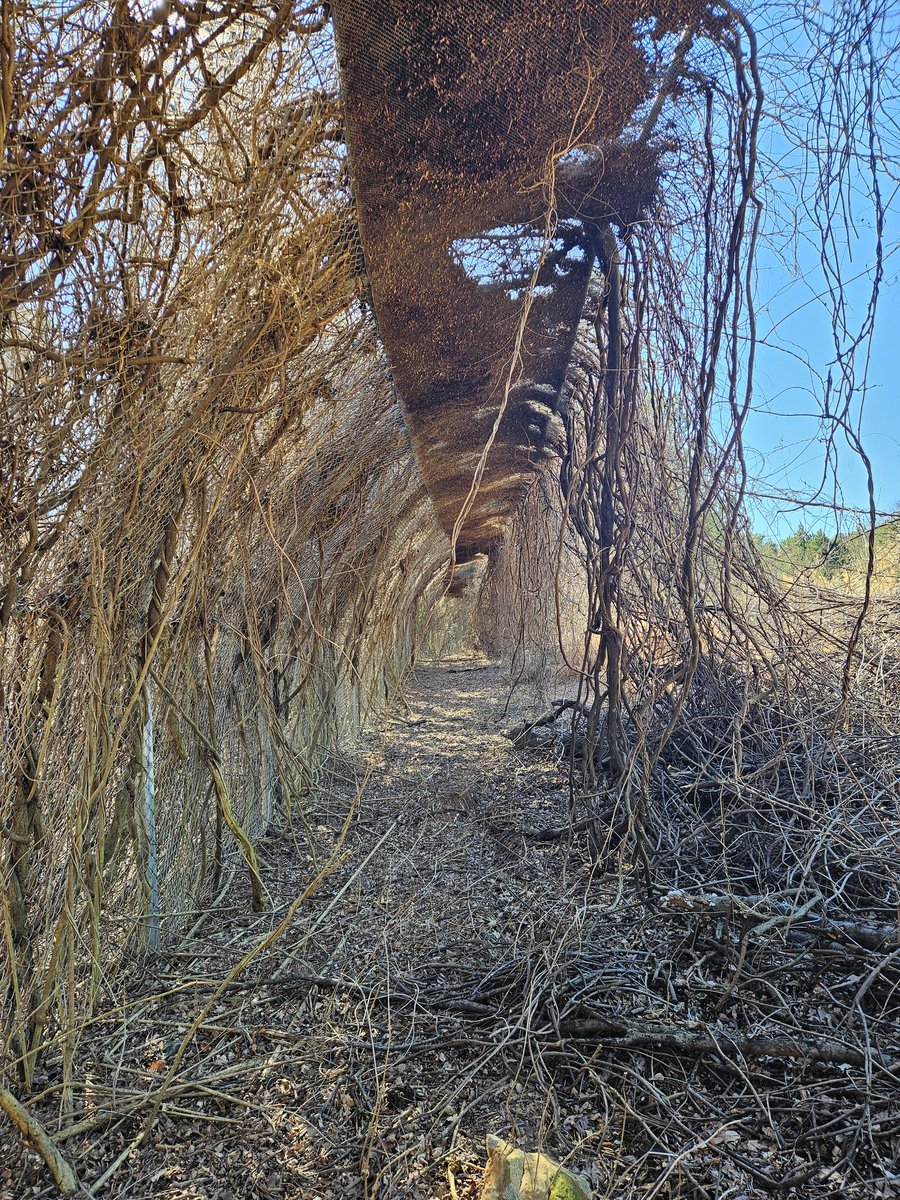 Site photos. 

Chainlink + wisteria + time.