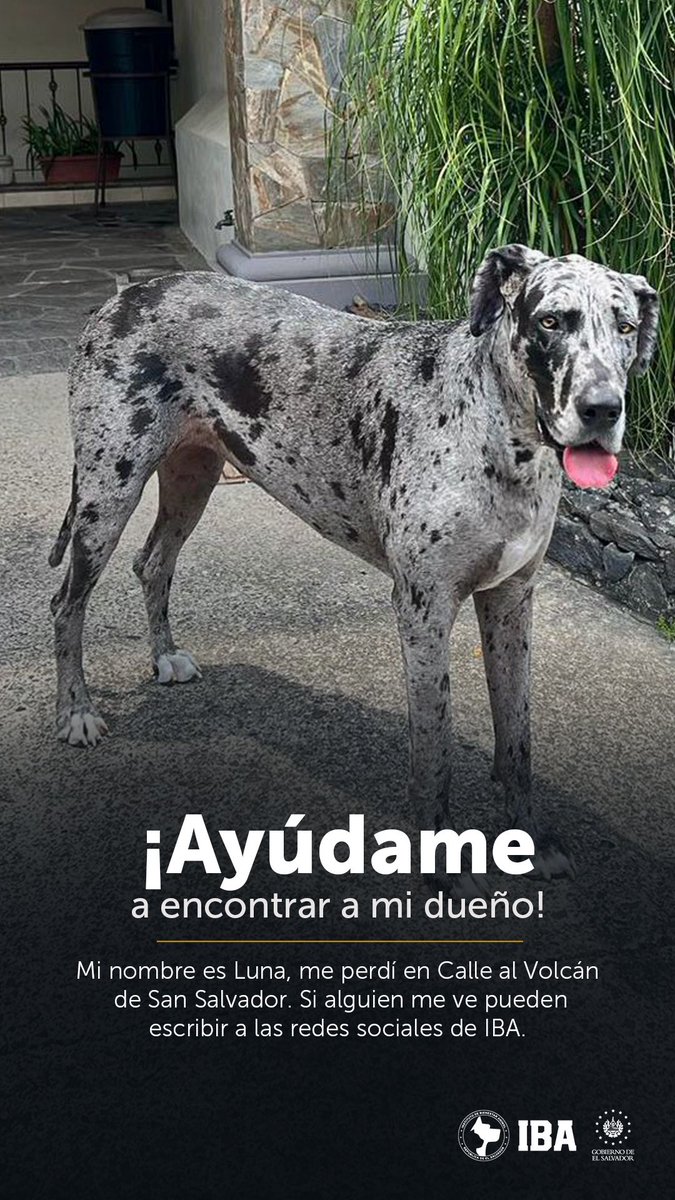 🚨#SeBusca

Esta perrita Gran danés de 4 años de edad, responde al nombre de “Luna”, fue vista por última vez a las 3:00 p.m. del 29 de enero, en las cercanías del Canton el Carmen, calle volcán. Si la ves, comunícate a través de mensaje privado a nuestras redes sociales.