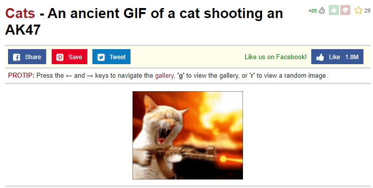catwifak's tweet photo. Find me any Ancient GIF meme on sol right now I dare you. https://t.co/18IKyWOCoE