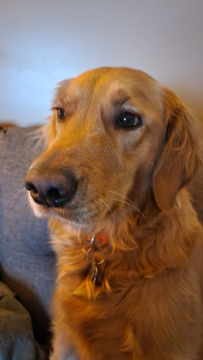 PhilJohnManning's tweet image. Best buddy.

#GoldenRetrievers #doglife #fishpa #mansbestfriend