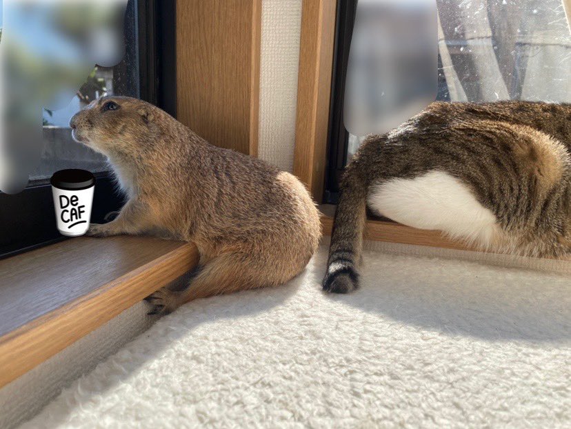 puipuioukoku_f's tweet photo. えーーっと………
私の見間違いでなければ
昨日まで倒れてたはずなのですが…
カウンター席で優雅に茶してませんか？🤣 https://t.co/jJp8lxetVx