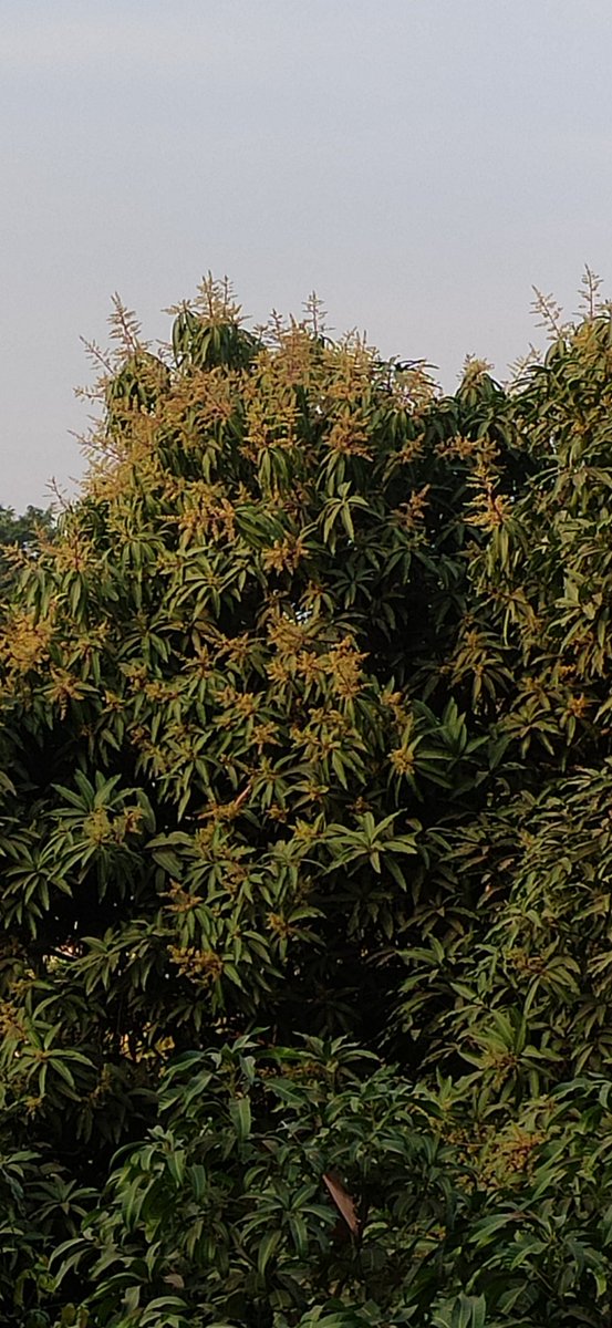 3d_india's tweet photo. The blooming mango plant flowers!
#50treesofMumbai #fiftytrees @seasonwatch_in #mango https://t.co/iyBCNlMFZN