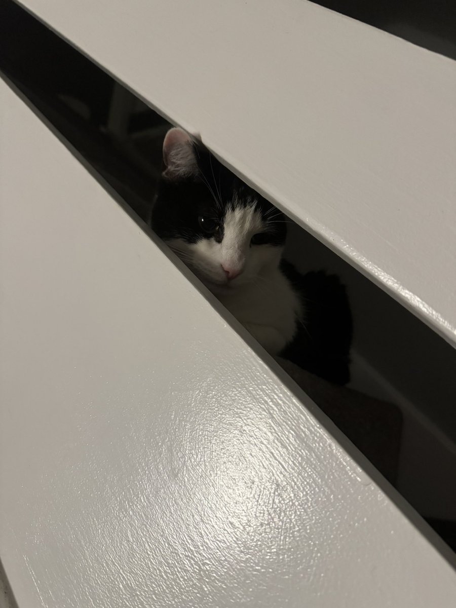 catbutlerdanny's tweet image. Good morning everyone 👋 Someone isn’t happy about the butler leaving 😞 Love, hugs and purrs to you all 🤍🖤🧡🕊️