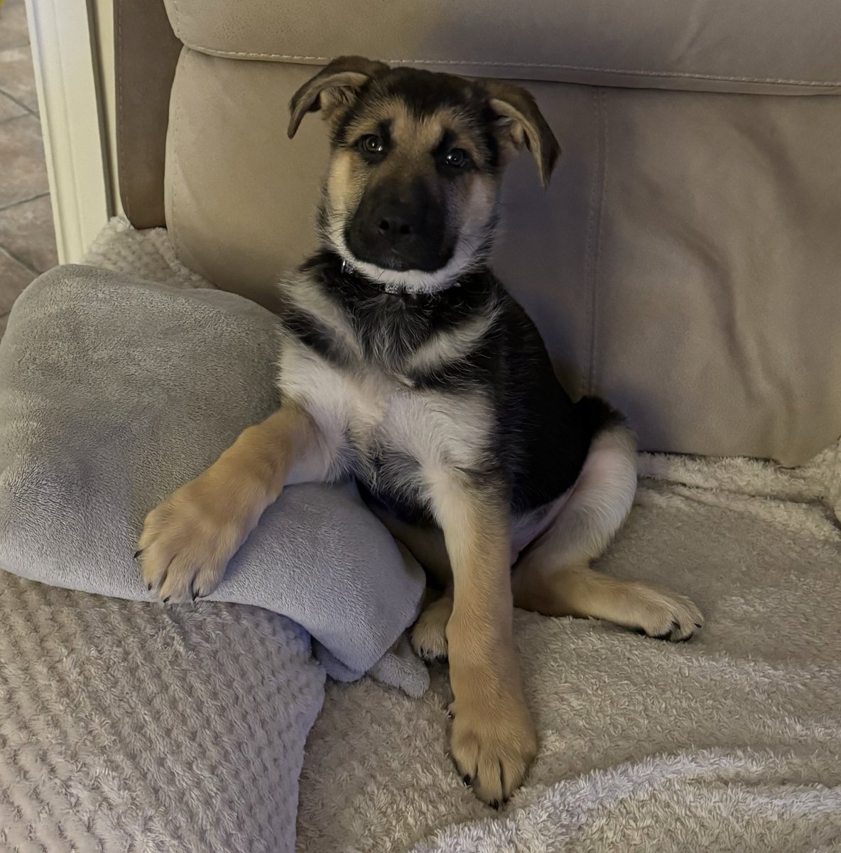 aoife__90's tweet image. Wee handsome boy doing some poses
#GermanShepard #Pupper