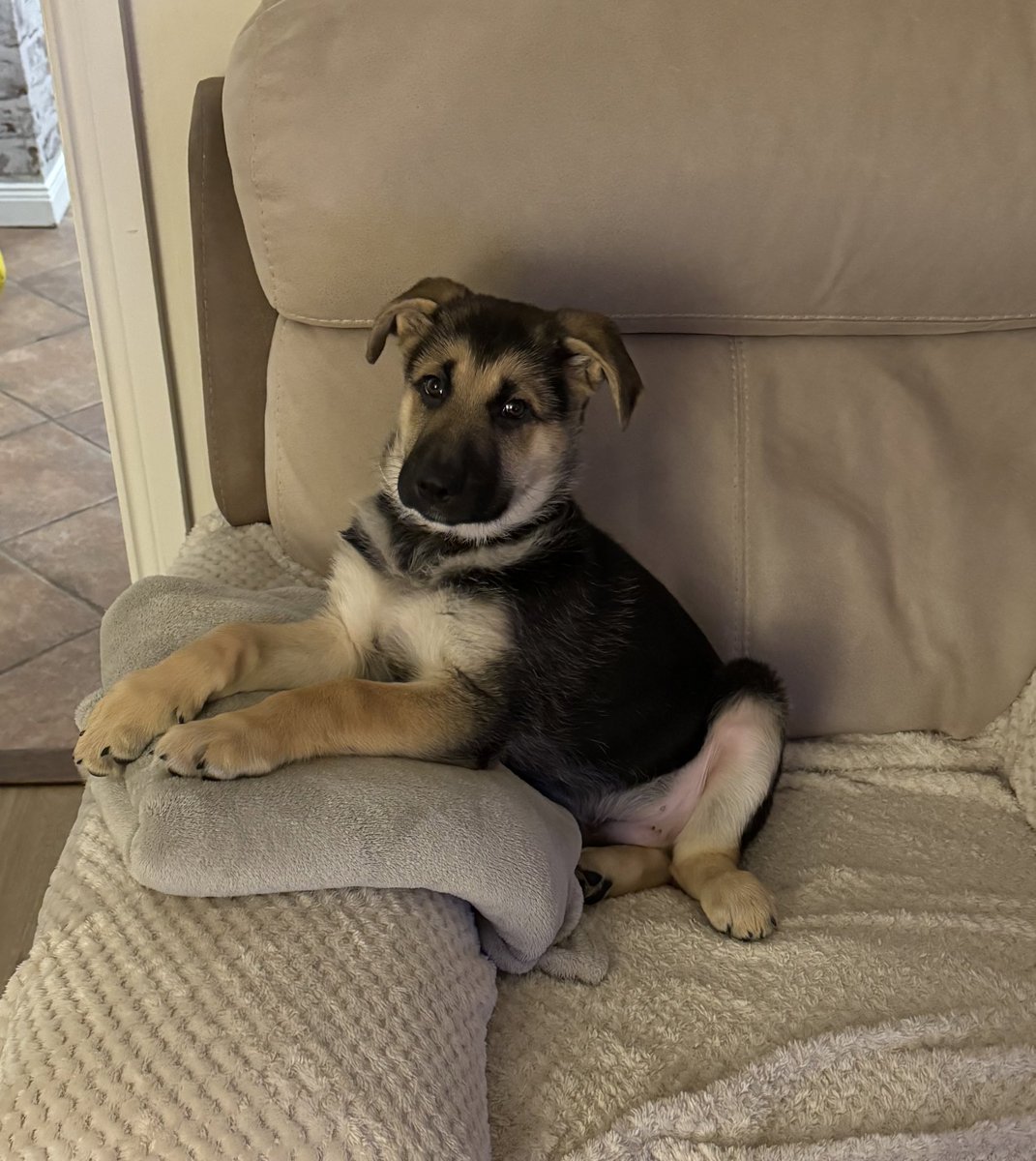 aoife__90's tweet image. Wee handsome boy doing some poses
#GermanShepard #Pupper