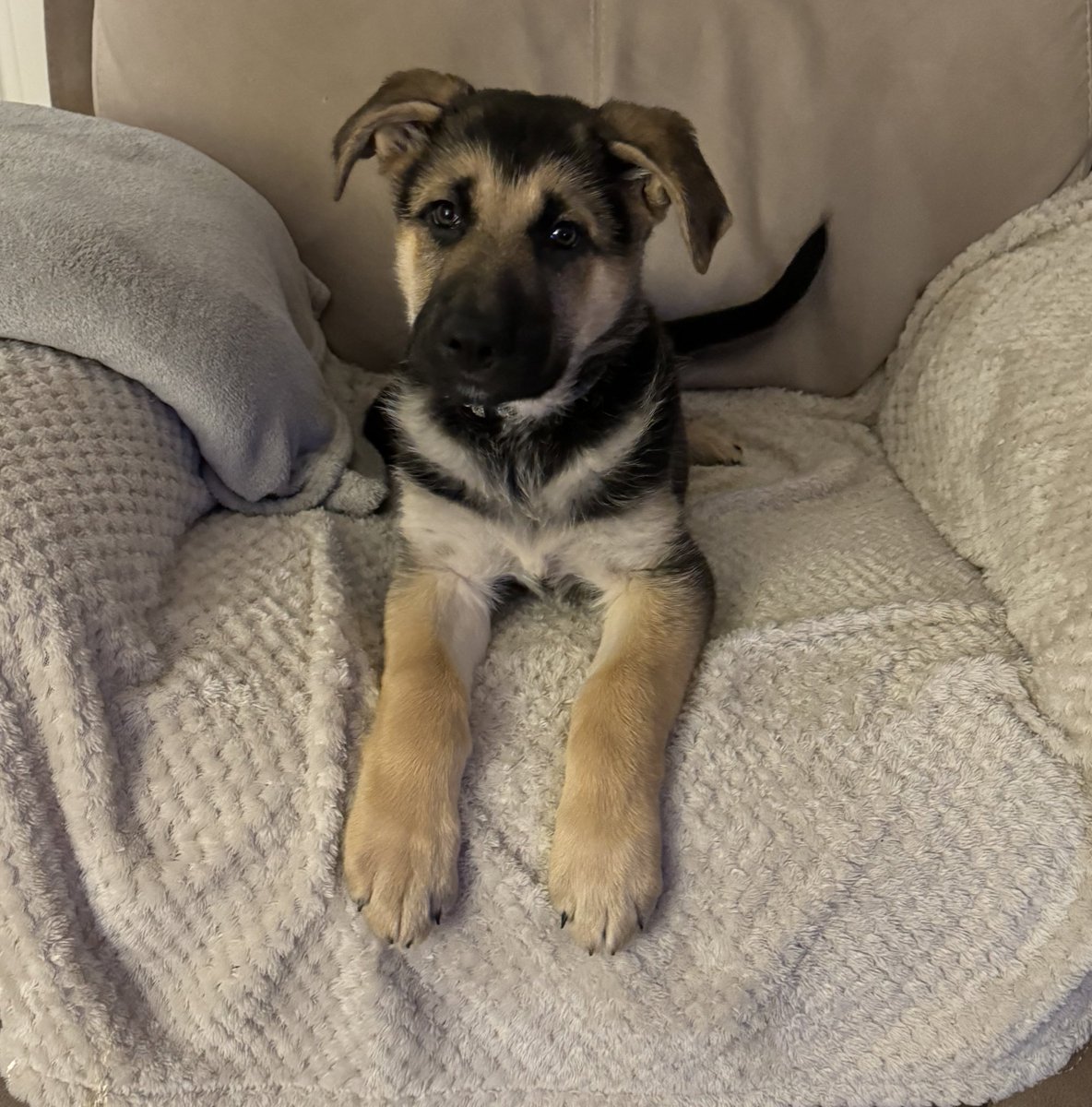 aoife__90's tweet image. Wee handsome boy doing some poses
#GermanShepard #Pupper