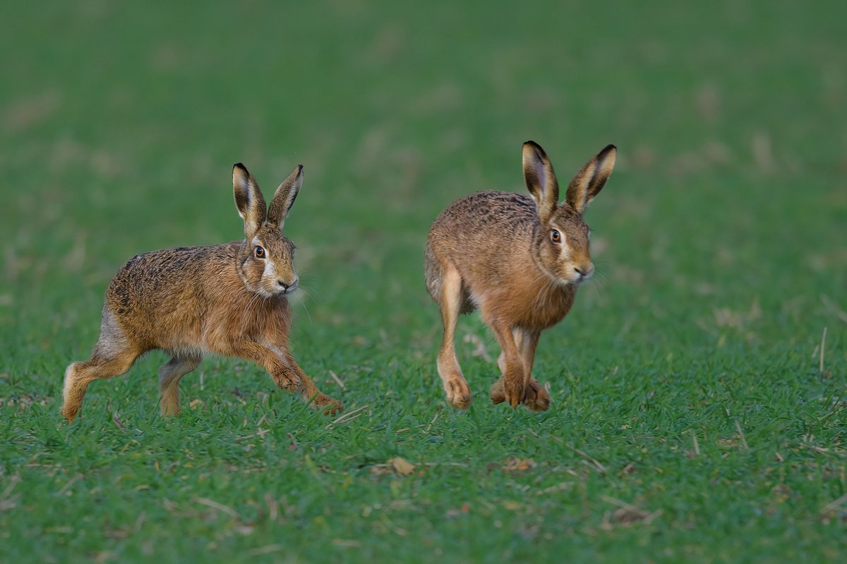 She’s obviously playing ‘hard to get’!
#hare #brownhare #Norfolk #Springwatch #BBCWildlifePOTD #bbccountryfilemagpotd #wildlifephotography #Norfolkwildlife