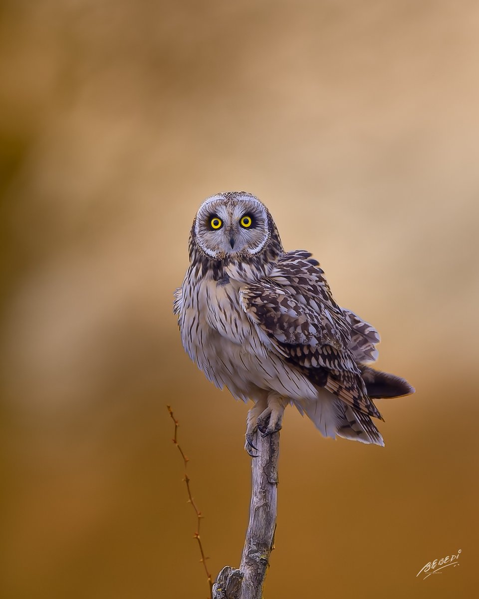 Golden shortie - A #shortearedowl at #twilight taken @SurreyWT taken with @CanonUKandIE #EOSR3 @WildlifeMag @BBCSpringwatch @natgeowild @DiscoveryUK  #sharemondays2023 #fsprintmonday #wexmondays #wildlifephotography #TwitterNatureCommunity #APPicoftheweek