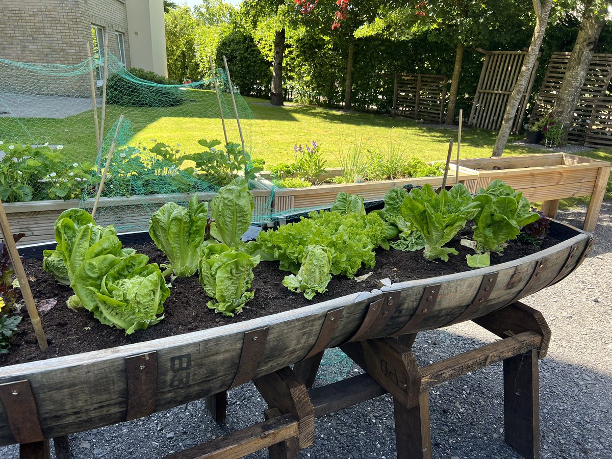 SueRyderIreland's tweet photo. @RTEUpfront We can’t wait for Spring so see your garden blooming Mary ! 

#sueryderireland #carlow https://t.co/5T0nikSAp7