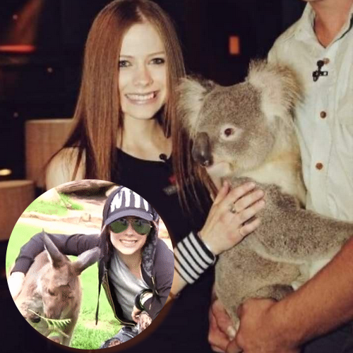AvrilRLToday's tweet photo. .|🎤 Avril Lavigne is rumored to perform in Australia in 2024, according to a source from the Herald Sun, as reported by "The Music." If true, it'd mark her first tour concert in the country since The Bonez Tour (2005) and a return to Australia since Goodbye Lullaby promo (2011). https://t.co/D9q99RsFkA