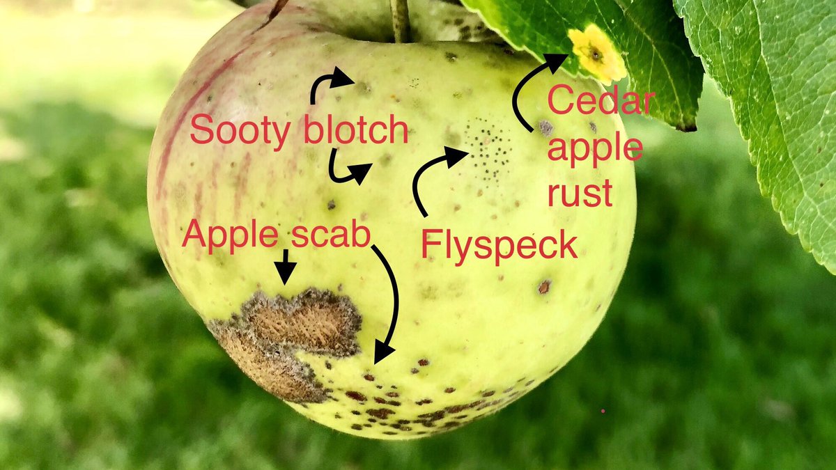 FruitDiseases's tweet photo. Plant Pathology Challenge: Show us > 4 diseases in one photo!!
Here is our entry of four fungal diseases in one picture! #AppleScab #CedarAppleRust #SootyBlotch & #FlySpeck on fruits of #Apples https://t.co/DAl2HSZCyq
