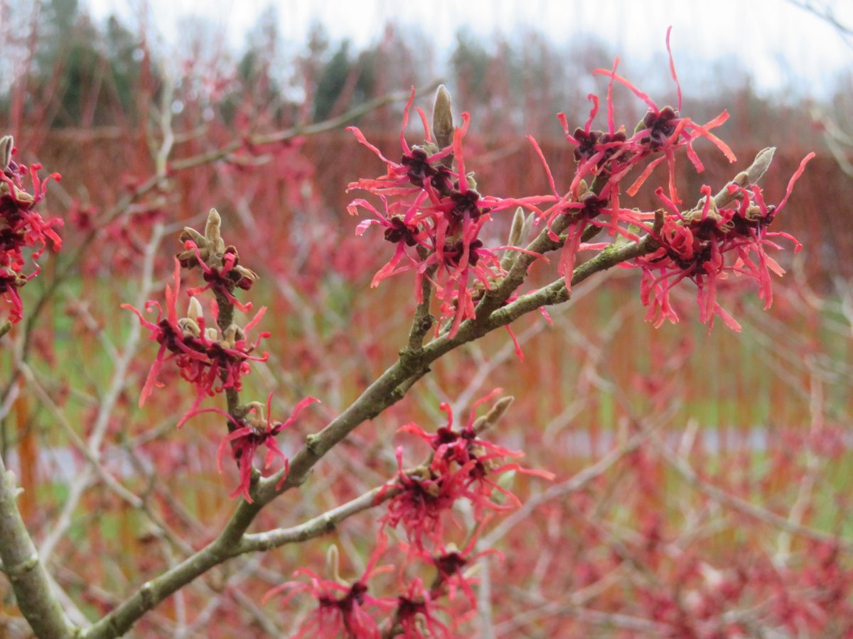 ThreadSquirrel's tweet image. Witch hazels flowering at @RHSHarlowCarr