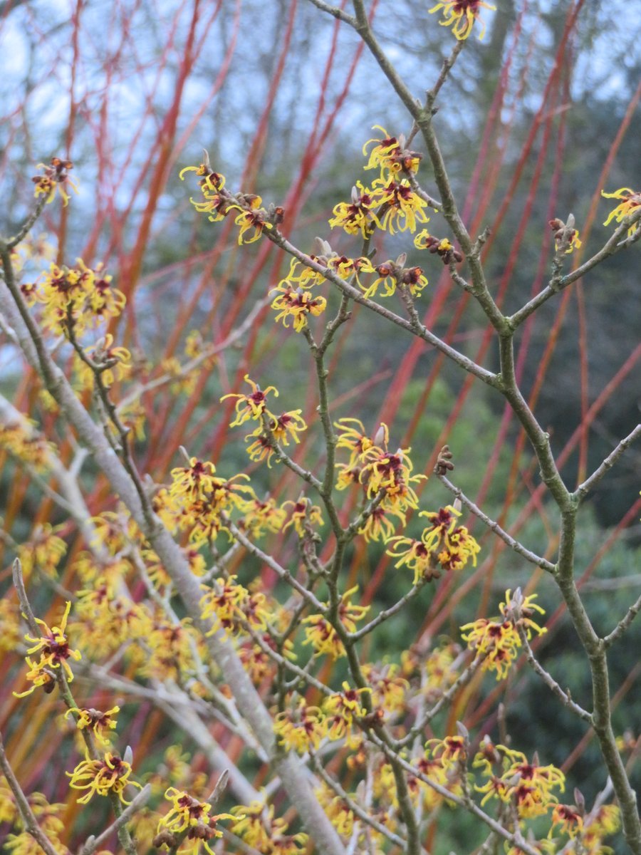 ThreadSquirrel's tweet image. Witch hazels flowering at @RHSHarlowCarr